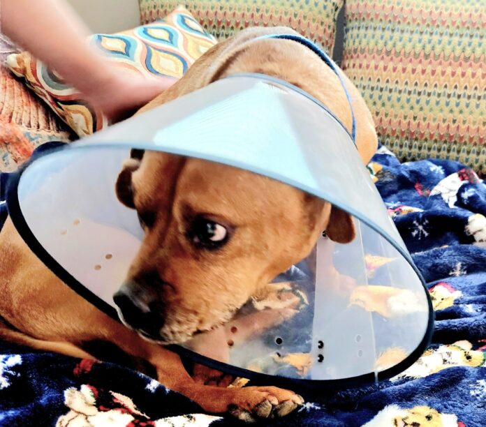 a dog wearing a cone on its head