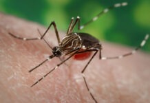 a close up of a mosquito on a person's arm