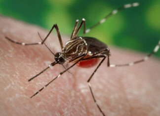 a close up of a mosquito on a person's arm