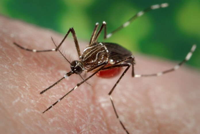 Original Title: Aa_5083a.jpg a close up of a mosquito on a person's arm