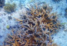 a group of sea stars on a coral reef