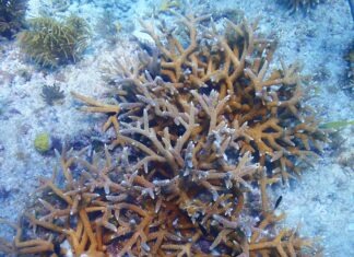 a group of sea stars on a coral reef
