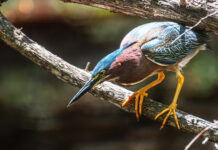 a colorful bird perched on a tree branch