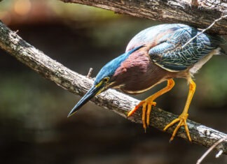 a colorful bird perched on a tree branch