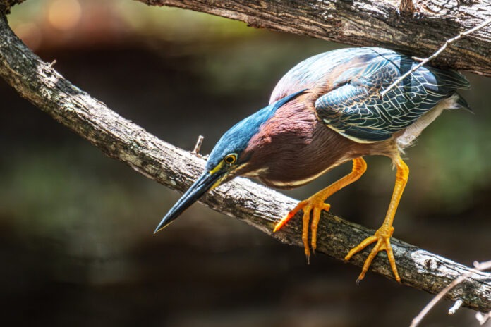 a colorful bird perched on a tree branch