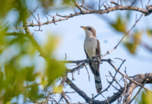 a bird sitting on a branch of a tree