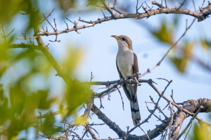 a bird sitting on a branch of a tree