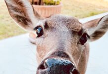 a close up of a deer looking at the camera