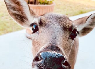 a close up of a deer looking at the camera