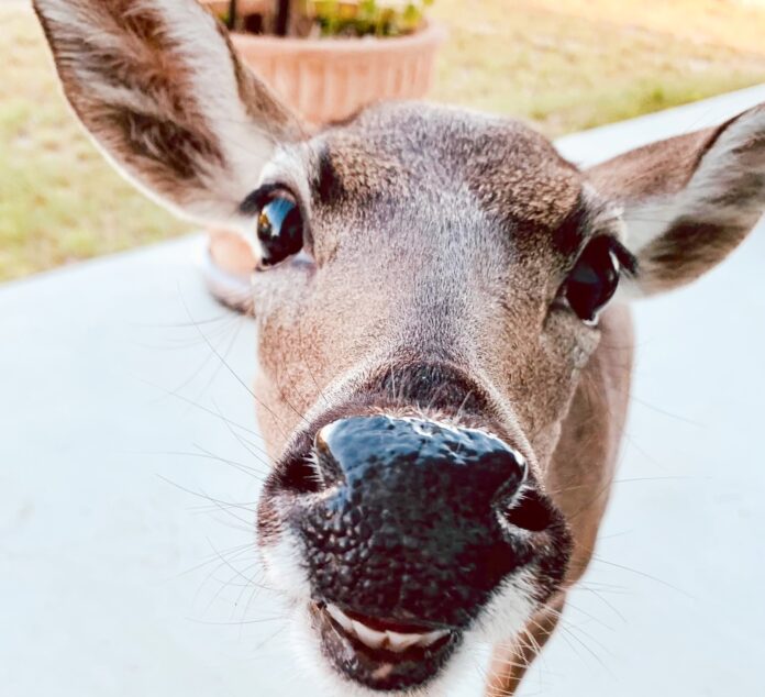 Key deer 1 a close up of a deer looking at the camera