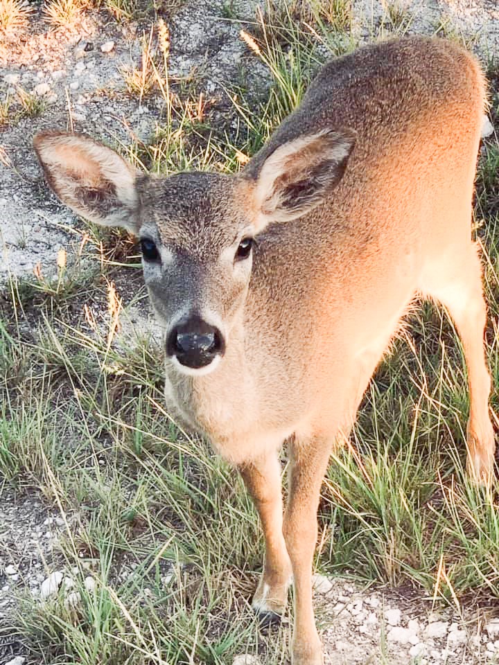 SEVERAL SPECIES ARE UNDER THREAT IN THE FLORIDA KEYS