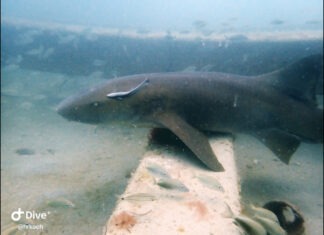 a large shark swimming over a sandy bottom