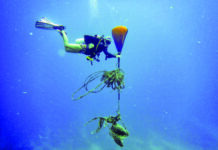 a person diving in the ocean with a parachute