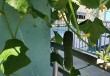a cucumber growing on the side of a building