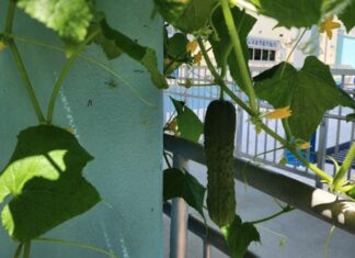 a cucumber growing on the side of a building