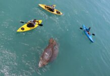 a group of people in kayaks paddling with a dolphin