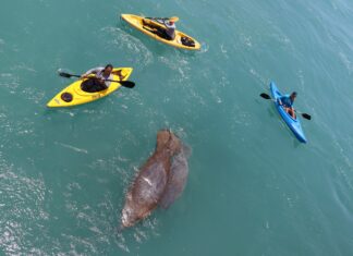 a group of people in kayaks paddling with a dolphin