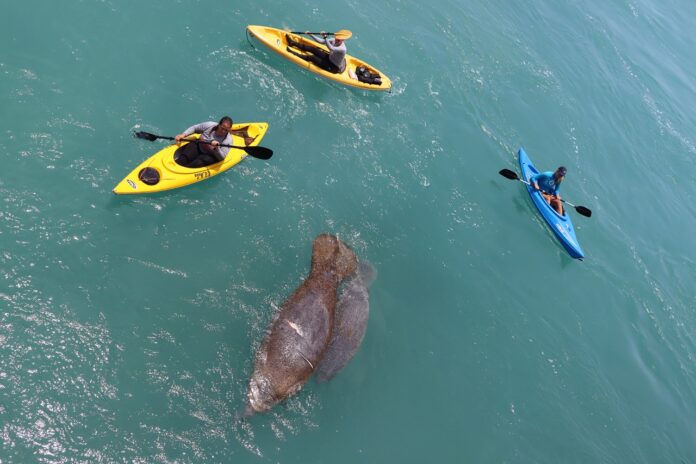 manatee rescue 1 Large a group of people in kayaks paddling with a dolphin