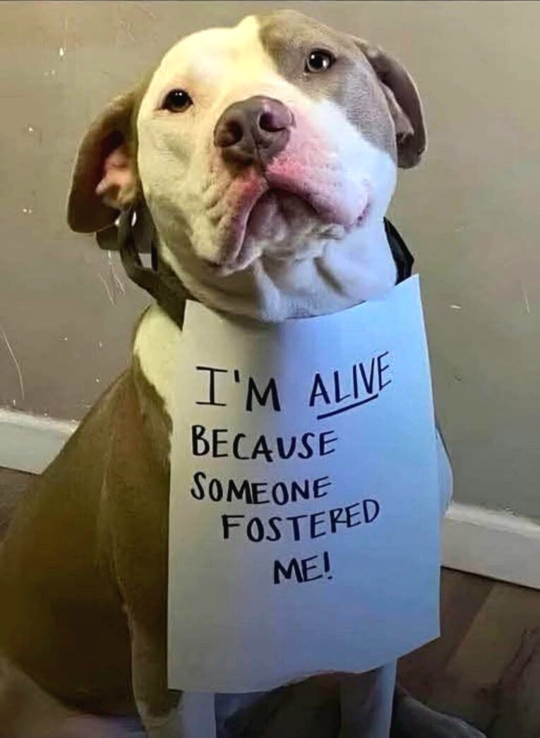 a dog with a sign that says i'm alive because someone fostered me