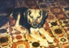 a dog laying on a rug looking at the camera