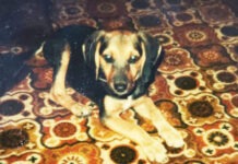 a dog laying on a rug looking at the camera