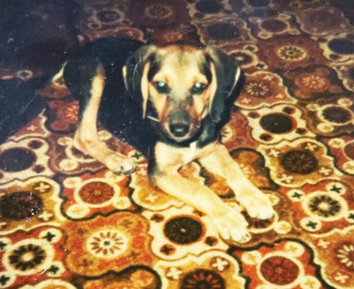 Calico Jack a dog laying on a rug looking at the camera