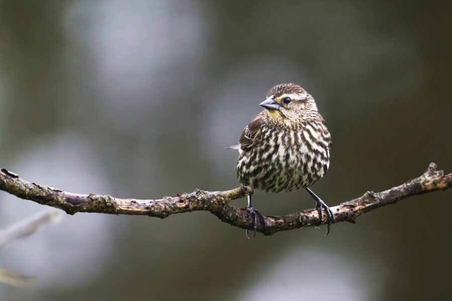 a small bird sitting on a branch of a tree