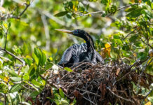 a bird sitting on top of a nest in a tree