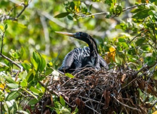 a bird sitting on top of a nest in a tree