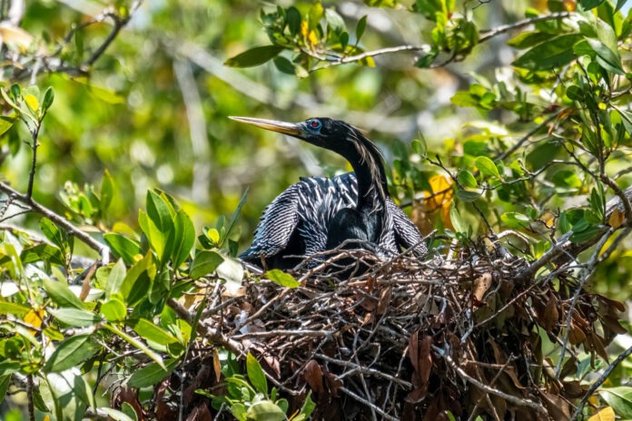 a bird sitting on top of a nest in a tree