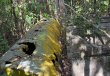 a large tree trunk in the middle of a forest