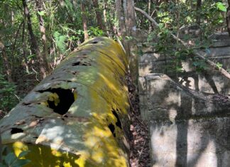 a large tree trunk in the middle of a forest