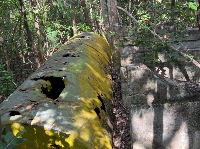 a large tree trunk in the middle of a forest