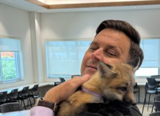 a man holding a baby fox in a classroom