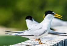 a group of birds sitting on top of a wooden fence