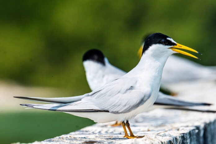 a group of birds sitting on top of a wooden fence