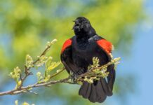 a red and black bird sitting on a tree branch