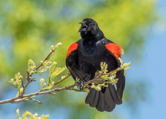 a red and black bird sitting on a tree branch