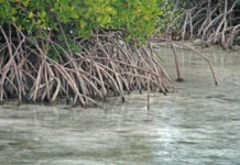 a group of trees that are in the water