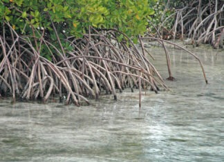 a group of trees that are in the water