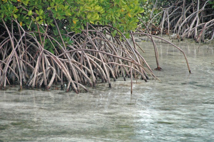 Red mangrove a group of trees that are in the water