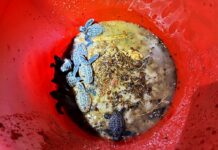 a close up of a red bowl filled with dirt