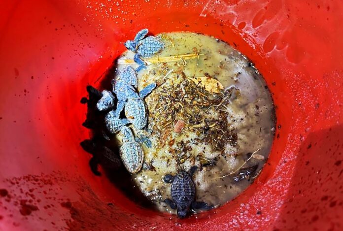 baby turtles in bucket a close up of a red bowl filled with dirt