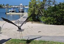 a large bird flying over a beach next to a body of water