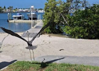 a large bird flying over a beach next to a body of water