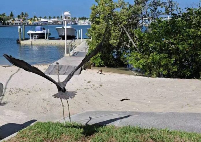 yacht club heron release a large bird flying over a beach next to a body of water