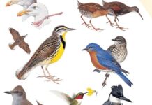 a group of birds standing on top of each other