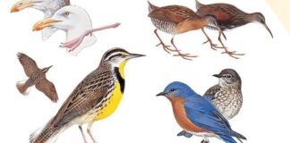 a group of birds standing on top of each other