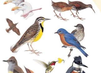 a group of birds standing on top of each other