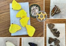 a series of photos of butterflies on a table
